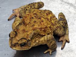 mo-thay-con-coc-danh-con-gi