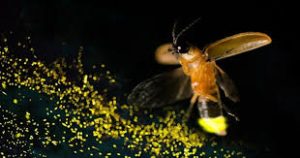 mo-thay-con-dom-dom-danh-con-gi