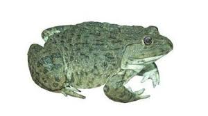 mo-thay-con-ech-danh-con-gi