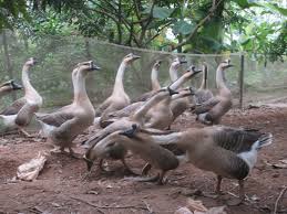 mo-thay-con-ngong-danh-con-gi