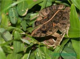 mo-thay-con-nhai-danh-con-gi