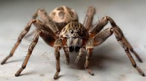 mo-thay-con-nhen-danh-con-gi