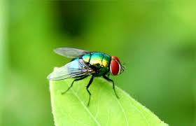 mo-thay-con-ruoi-danh-con-gi