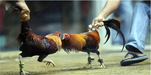 Kinh Nghiệm Chơi Đá Gà 1