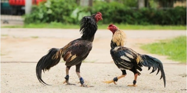 Kinh Nghiệm Chơi Đá Gà 3