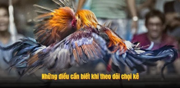 trục tiếp đá gà 2